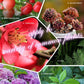 ✨Slow-Release Tablet Organic Fertilizer