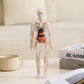 🧑‍🎄🎁Great Gift For Kids🧑‍⚕️Clear Human Body Structure Model
