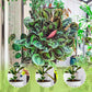🥳2026 HOT SALE🥳💞50K+ SOLD!🌿【All-Purpose Indoor & Outdoor Plant Nutrient】—One bottle in hand, the world is yours!🌱🏡✨